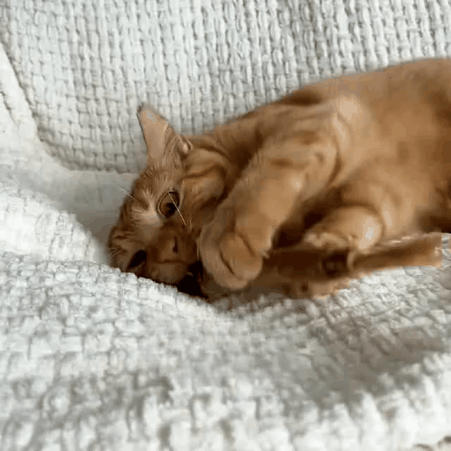 Amouryn Natural Silvervine Dental Sticks